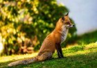 Are Foxes Nocturnal? Guide to Fox Behavior, Hunting & Safety.