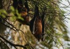 Are Bats Blind? Discover the Truth About Bat Eyes & Vision