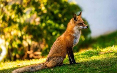 Are Foxes Nocturnal? Guide to Fox Behavior, Hunting & Safety.