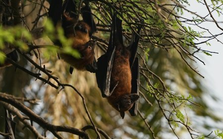 Are Bats Blind? Discover the Truth About Bat Eyes & Vision