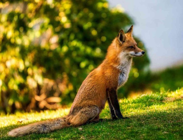 Are Foxes Nocturnal? Guide to Fox Behavior, Hunting & Safety.