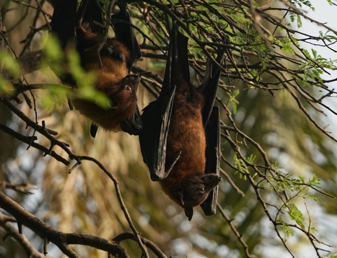 Are Bats Blind? Discover the Truth About Bat Eyes & Vision