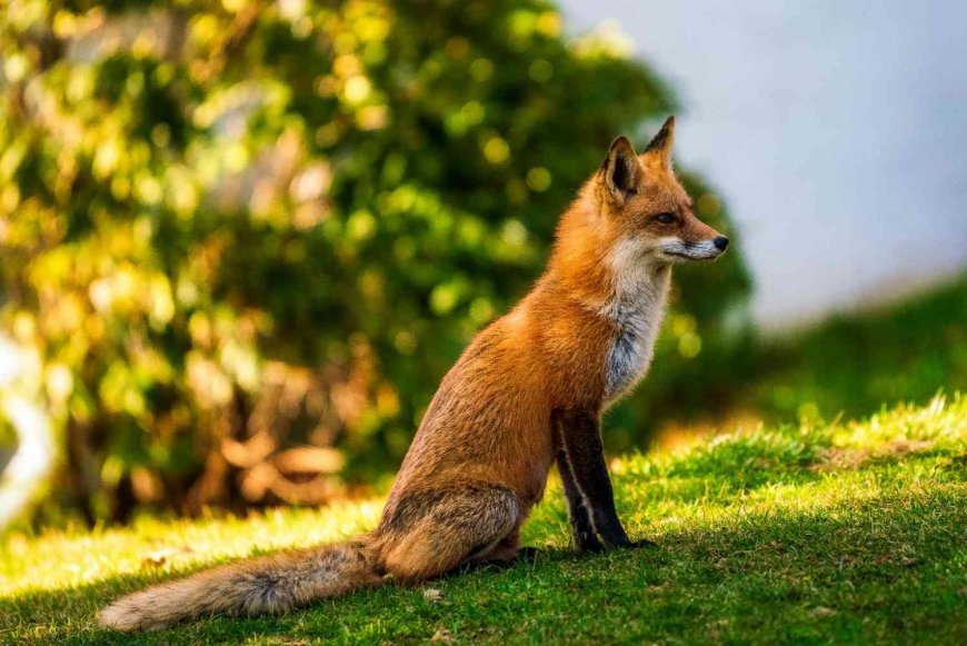 Are Foxes Nocturnal? Guide to Fox Behavior, Hunting & Safety.