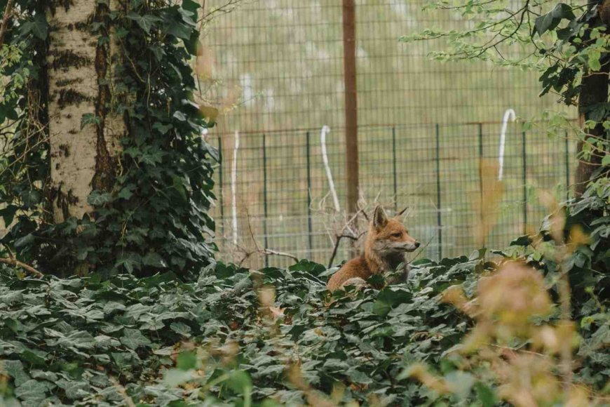 Are Red Foxes Nocturnal