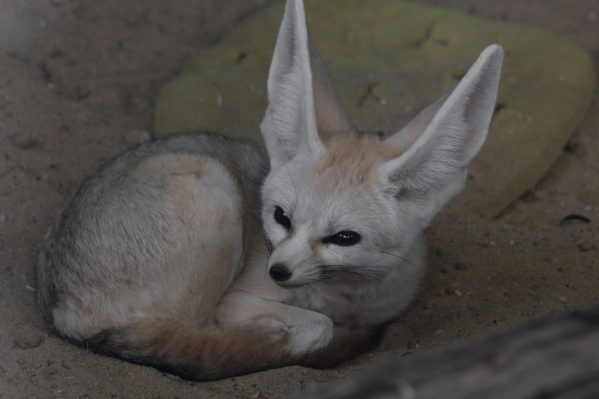 Fennec Foxes Nocturnal