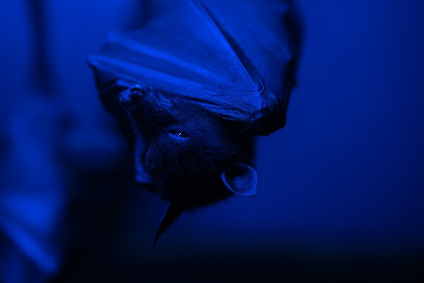 Are Bats Blind at Night?