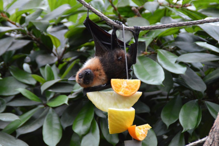 What Do Bats Eat?